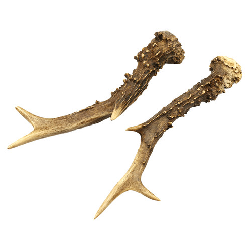 Capriolo corna aste - 2x,